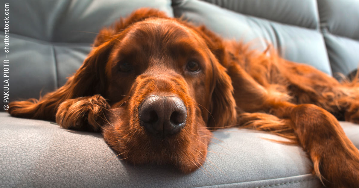 Hund auf der Couch – Okay oder No-Go?