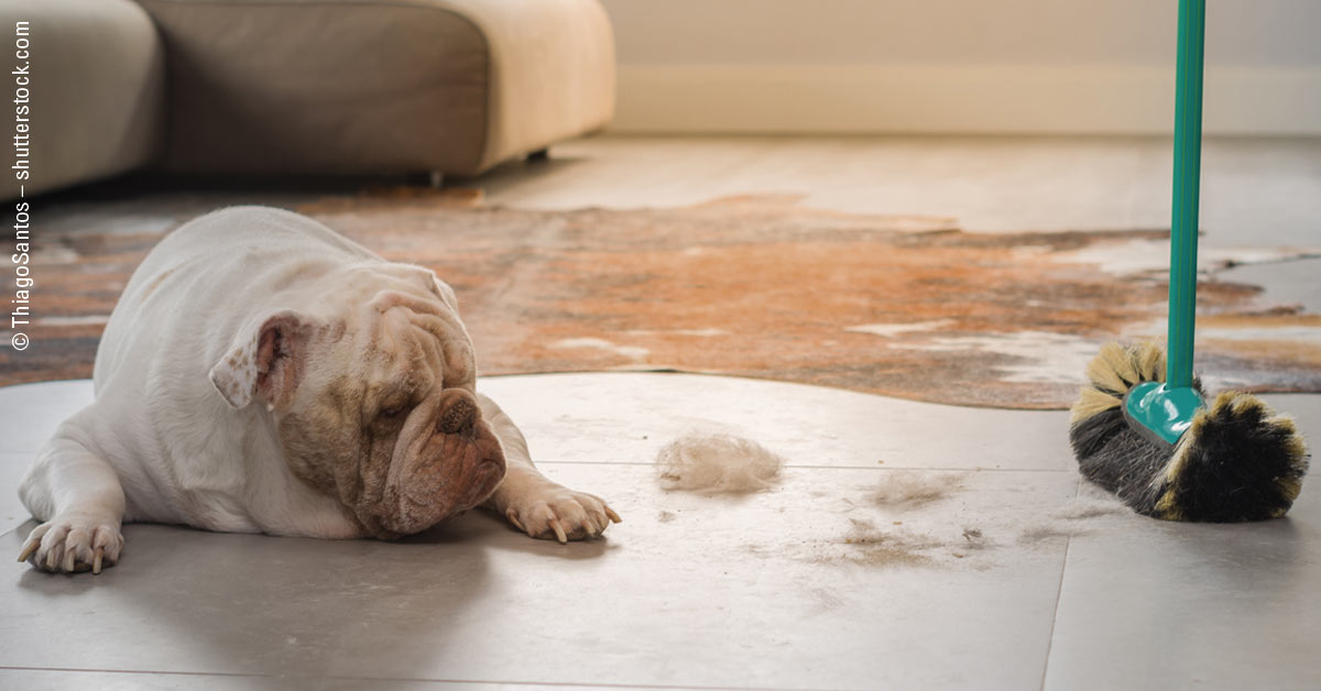 Hundehaare in der Wohnung – Hilfreiche Tipps und Tricks 