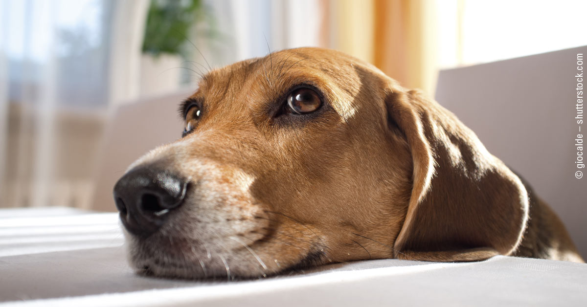 Der Becher-Trick – Gedächtnistraining für kluge Hunde 