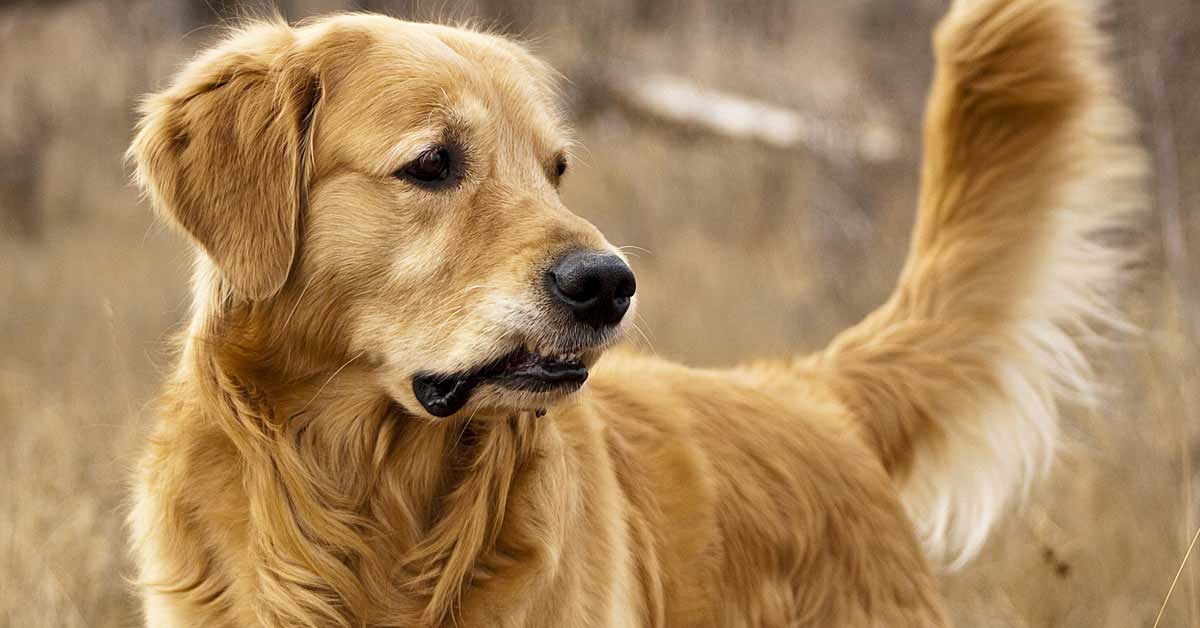 Der Golden Retriever – Familienhund aus Begeisterung
