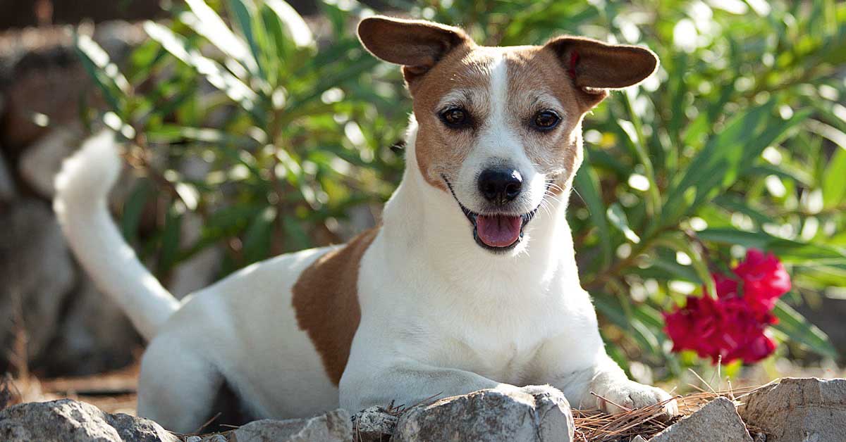Der Jack Russell Terrier – selbstbewusstes Powerpaket