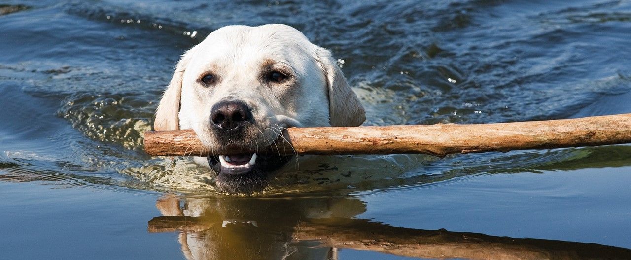 THE-GOODSTUFF_Wasservergiftung-beim-Hund