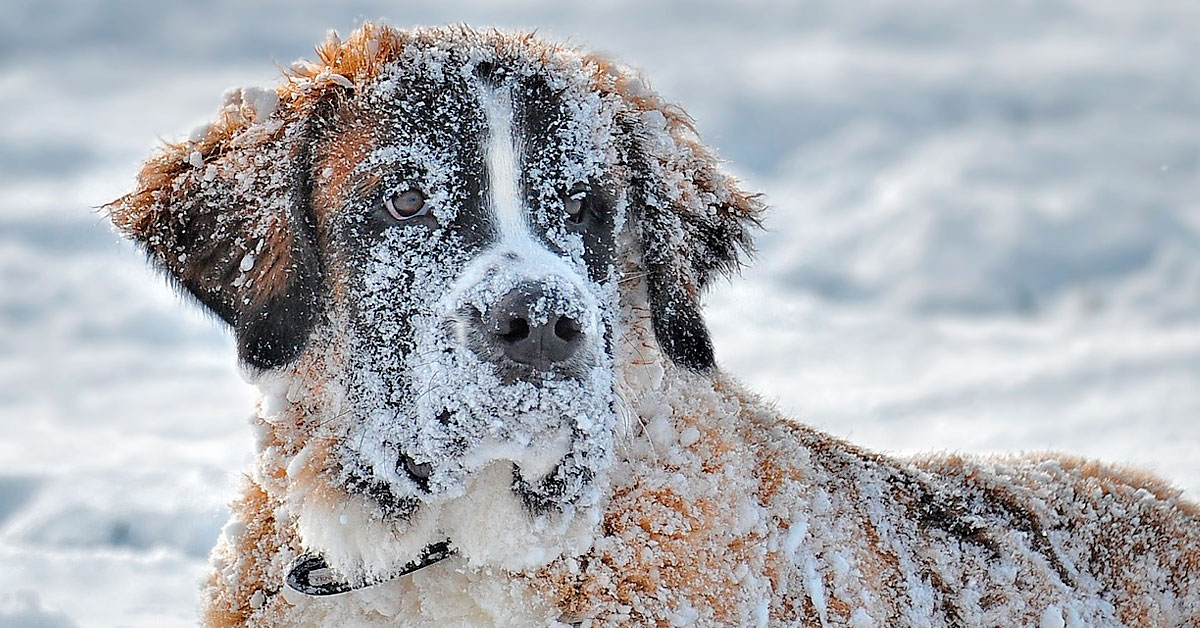 So schützen Sie die Pfoten Ihres Hundes im Winter!