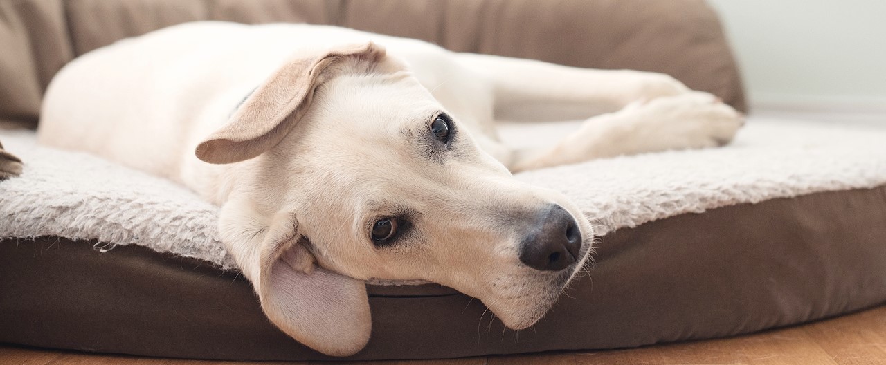Appetitlosigkeit bei Hunden: Diese fünf Ursachen können der Grund sein