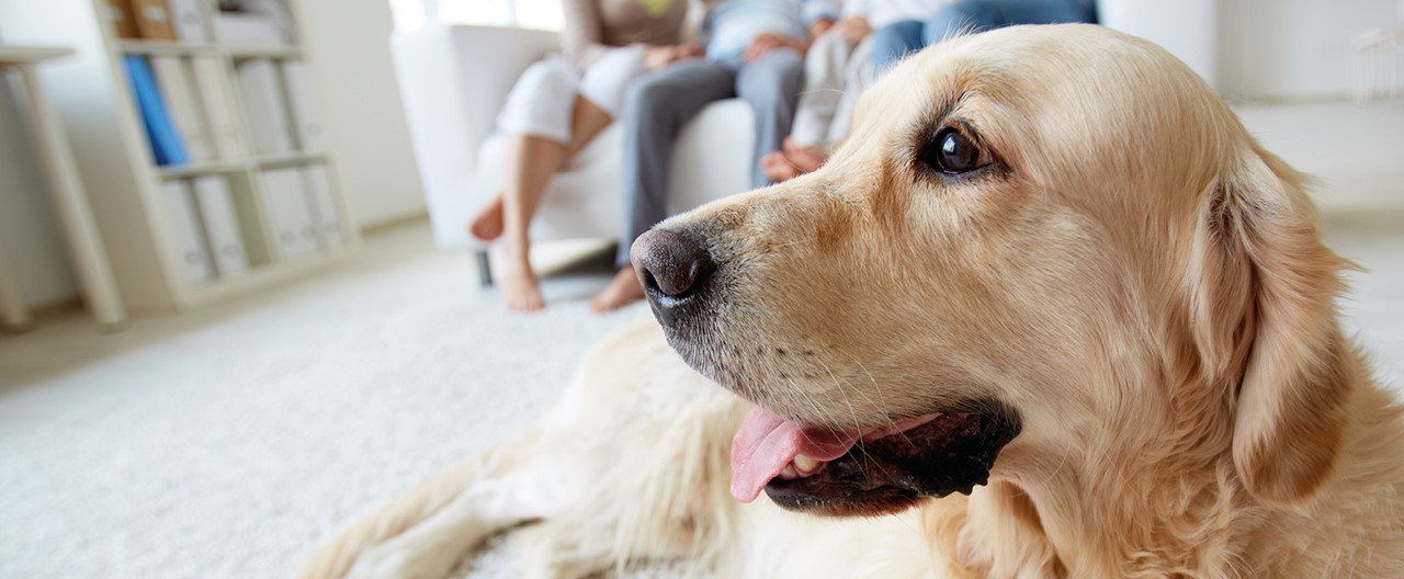 Die Hunde-Checkliste: So gelingt der Start nach dem Sommer in den neuen Alltag