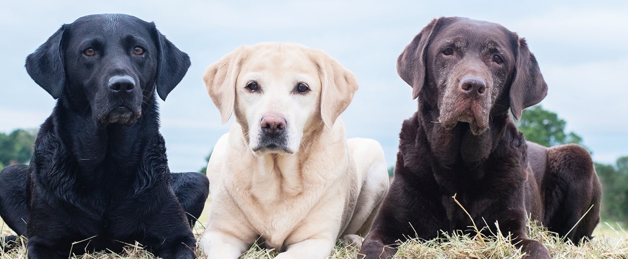 Labrador Retriever: Ein ausgeglichener Allrounder