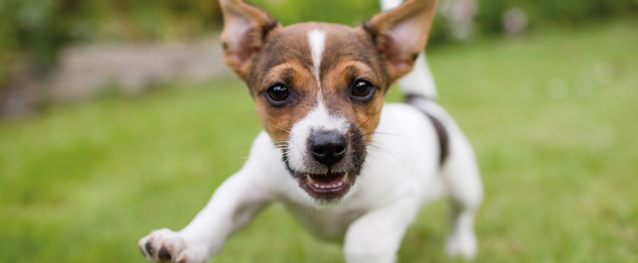 Welpen und ihre Ernährung: So gelingt die Hundefutterumstellung bei Welpen