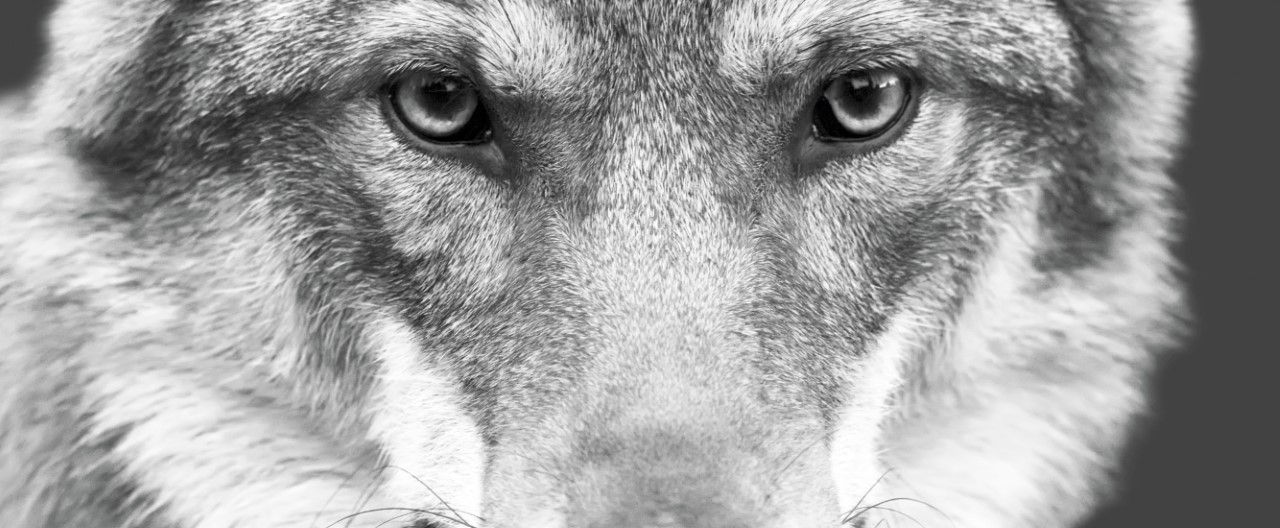 Wolf und Hund – wie ähnlich sind sie sich wirklich?