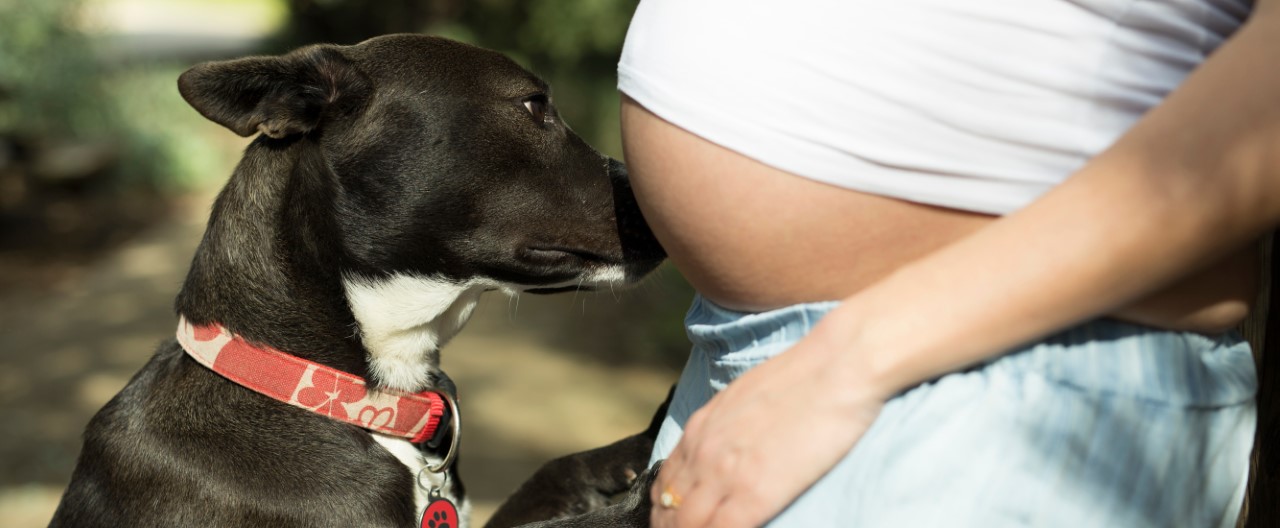 Die Familie wächst: So bereiten Sie Ihren Hund auf die Ankunft eines Babys vor