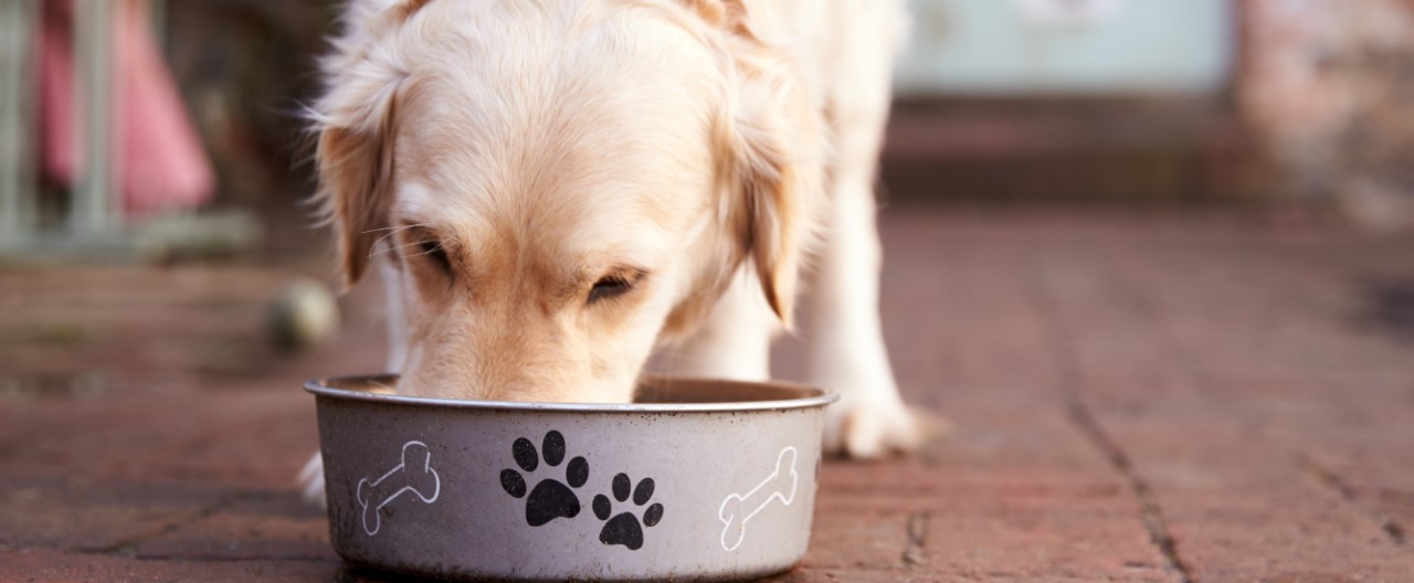 Ein komplexes Thema: Futtermittelunverträglichkeit beim Hund