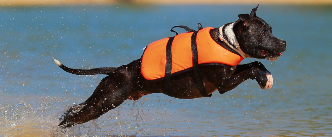 Hunde in Bewegung: Rettungshundesport