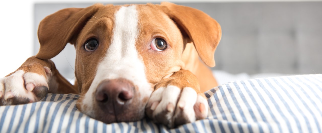 Hundesicherer Haushalt: Diese sechs Gefahrenquellen sollten Sie kennen