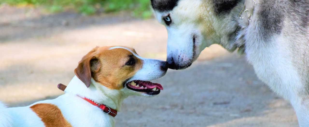 Hundezonen-Knigge: So treffen die Tiere entspannt aufeinander