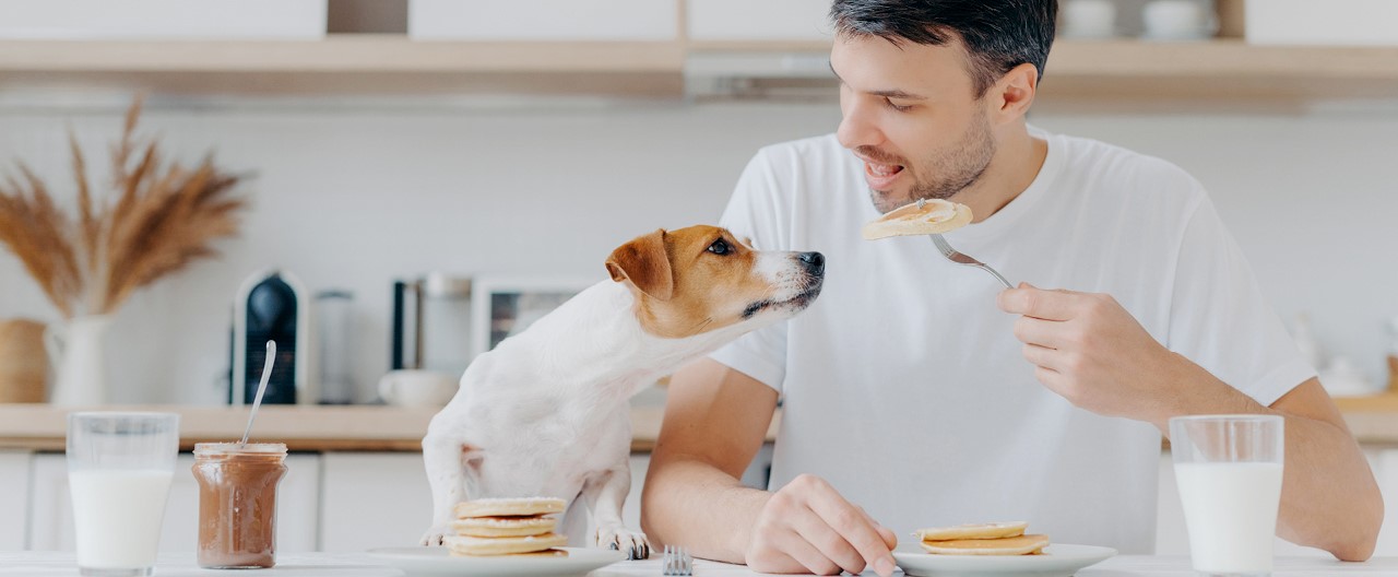 Mein Essen, Dein Essen: Wie die Vermenschlichung bei der Ernährung Hunden schaden kann