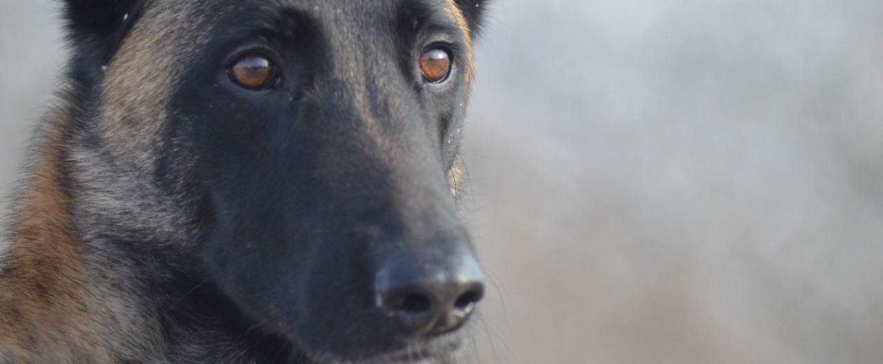 Der Polizeihund: Tierischer Begleiter auf Streife