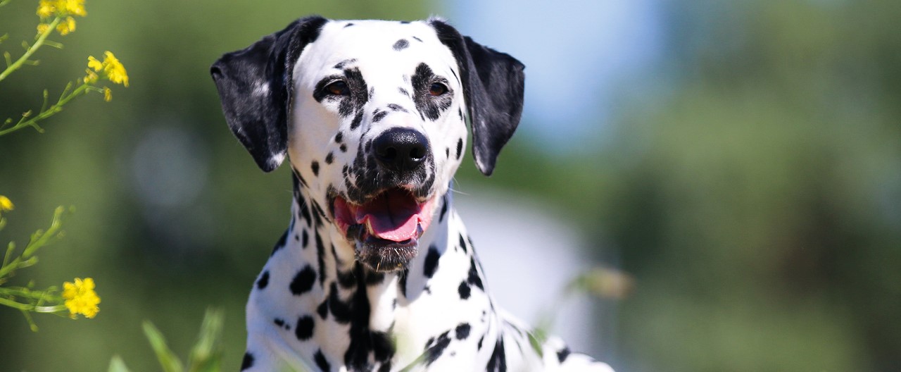 Dalmatiner: Sportbegeisterter und temperamentvoller Familienhund 
