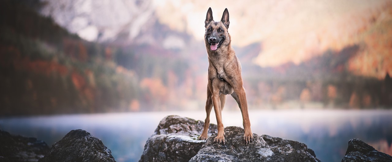 Der Malinois: Ein intelligenter, lernwilliger und lebhafter Schäferhund  