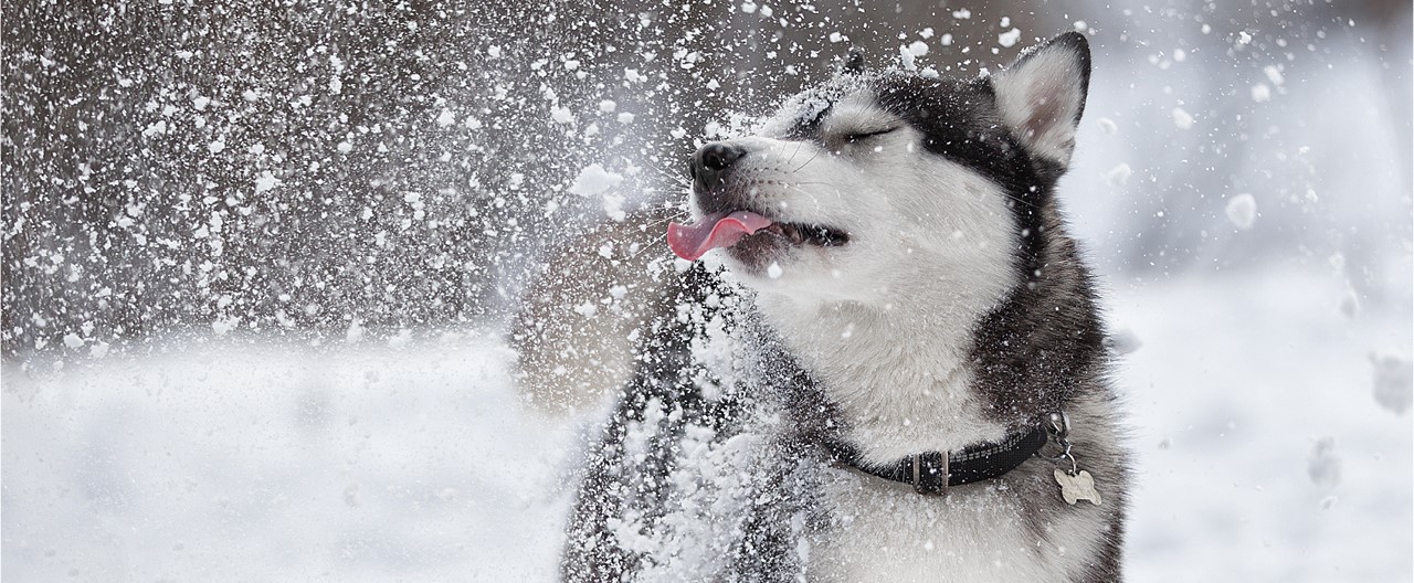 Schneegastritis beim Hund: So erkennen Sie die ernste Erkrankung