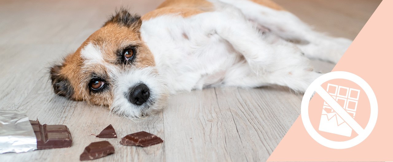 Süße Gefahr: Dürfen Hunde Schokolade fressen?