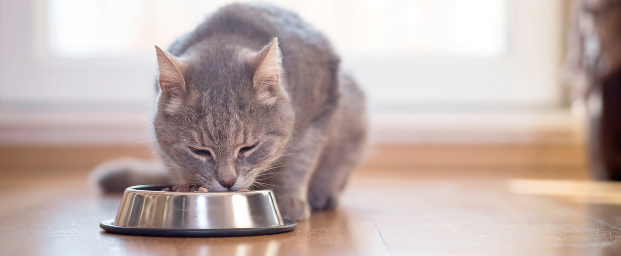 Tipps zur Futterumstellung: So funktioniert die Fütterung mit THE GOODSTUFF For Cats