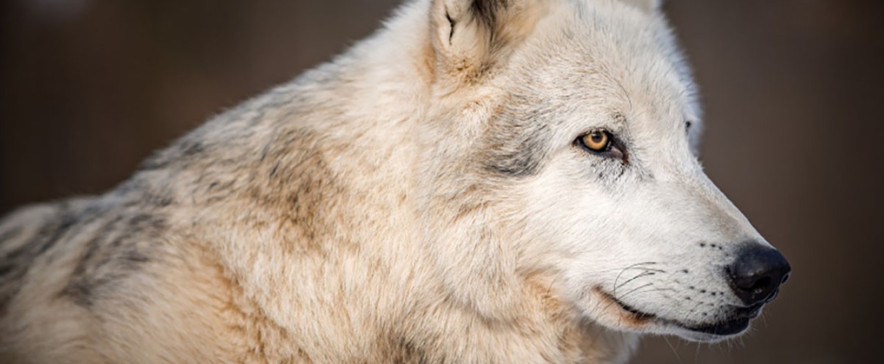 Die Wölfe & Hunde vom WSC: Amarok