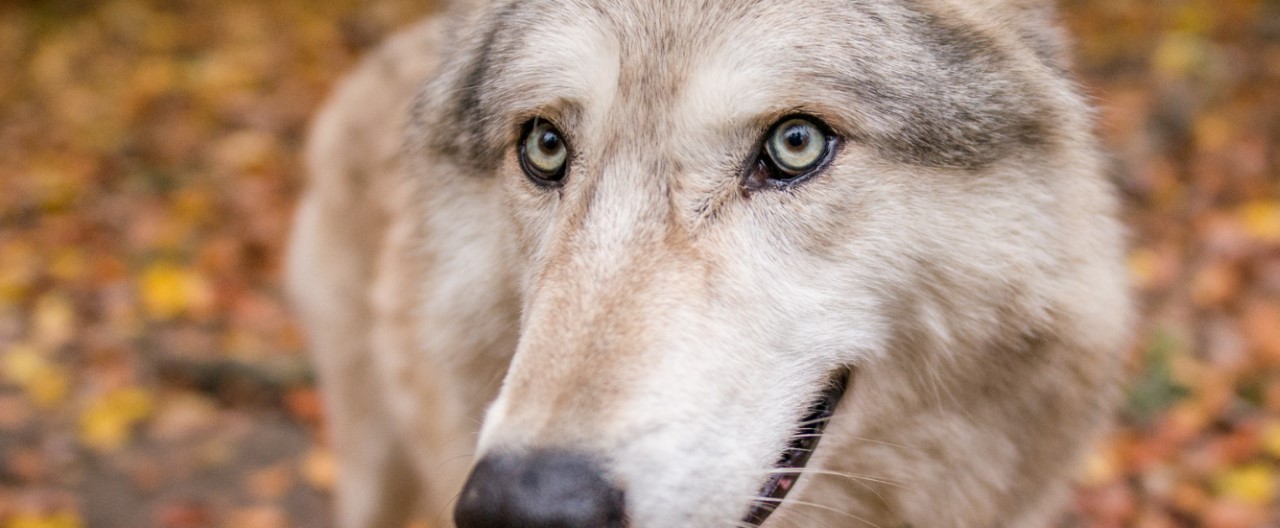 Die Wölfe & Hunde vom WSC: Chitto