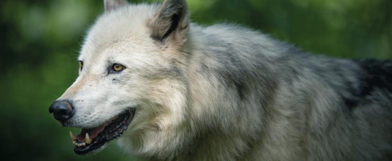 Die Wölfe & Hunde vom WSC: Geronimo