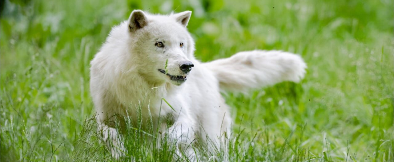 Die Wölfe & Hunde vom WSC: Kenai