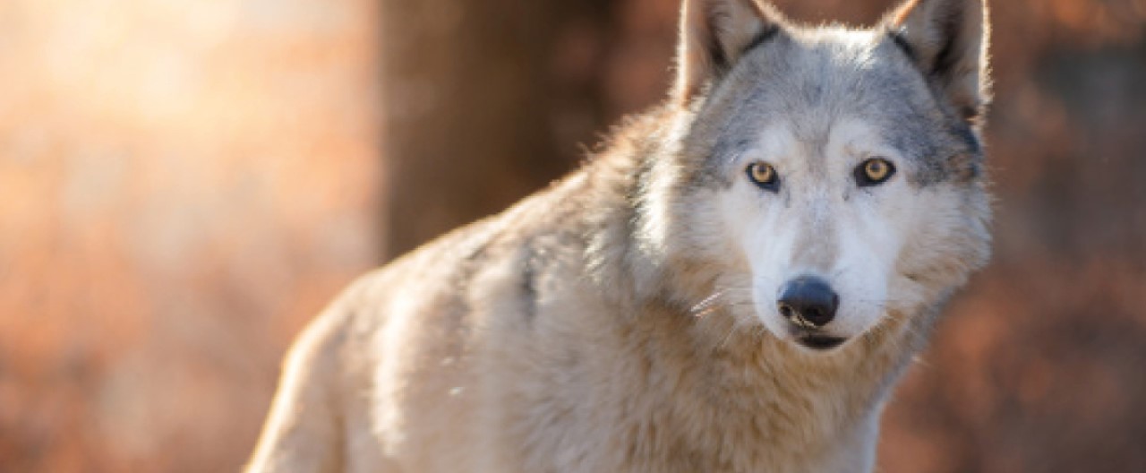 Die Wölfe & Hunde vom WSC: Tala