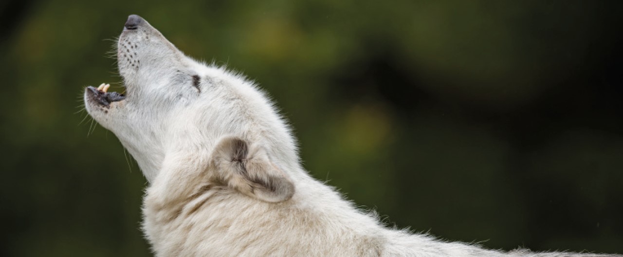 Die Wölfe & Hunde vom WSC: Yukon