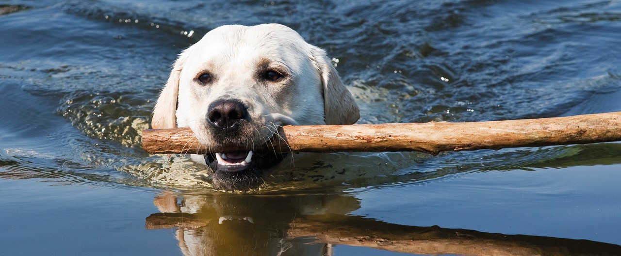 Eine unterschätzte Gefahr: Wasservergiftung beim Hund
