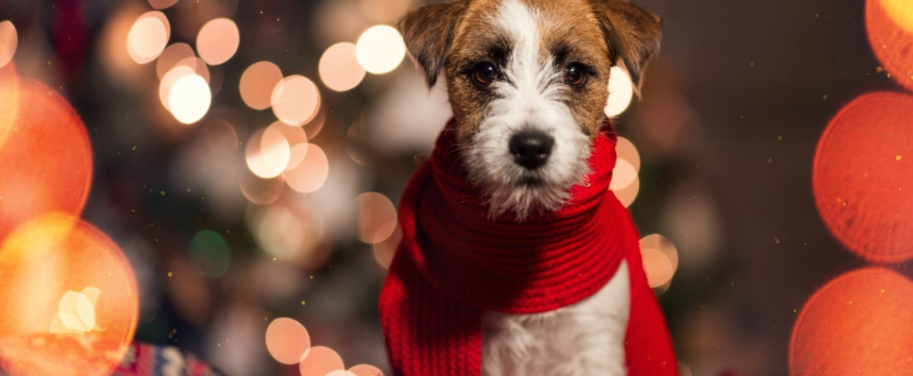 Sichere und unfallfreie Weihnachtszeit mit Hunden