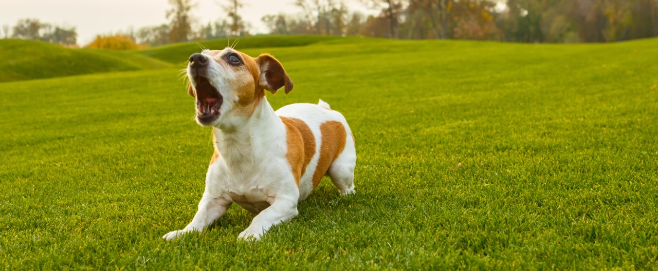 Ein lautes Problem: Wenn Hunde ständig bellen – und was Sie dagegen tun können